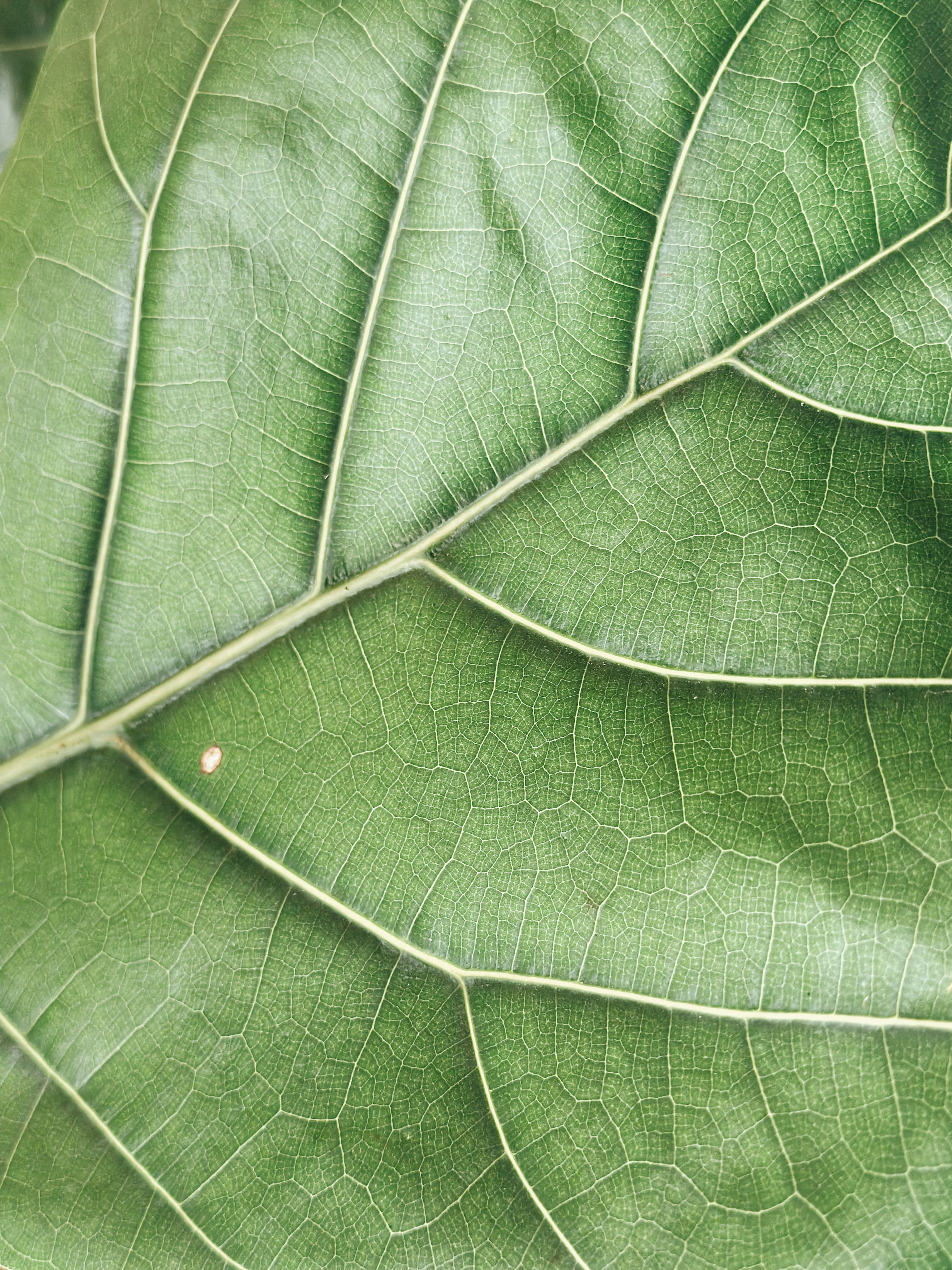 Leaf